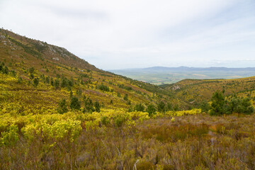 Fynbos landscape in the Mountains near Caledon in the Western Cape of South Africa