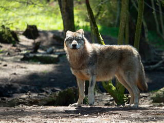 Naklejka na ściany i meble Gray wolf stands and looks towards the forest