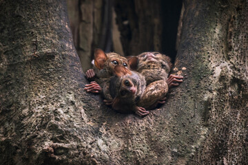 Spectral tarsier family in dusk in a tree hole in Tangkoko National Park, North Sulawesi, Indonesia