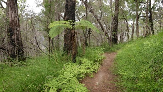 Handheld Footage along the Dave's Creek Circuit walk in Lamington National Park, Gold Coast Hinterland, Australia.