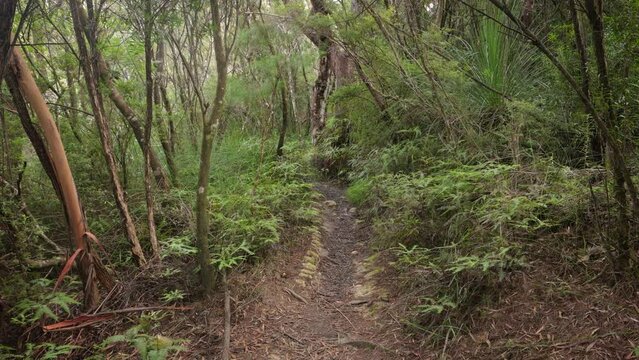 Handheld Footage along the Dave's Creek Circuit walk in Lamington National Park, Gold Coast Hinterland, Australia.