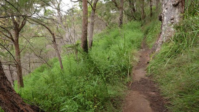 Handheld Footage along the Dave's Creek Circuit walk in Lamington National Park, Gold Coast Hinterland, Australia.