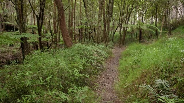 Handheld Footage along the Dave's Creek Circuit walk in Lamington National Park, Gold Coast Hinterland, Australia.