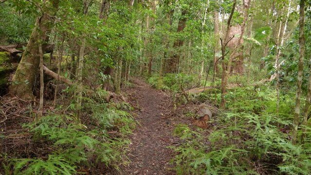 Handheld Footage along the Dave's Creek Circuit walk in Lamington National Park, Gold Coast Hinterland, Australia.