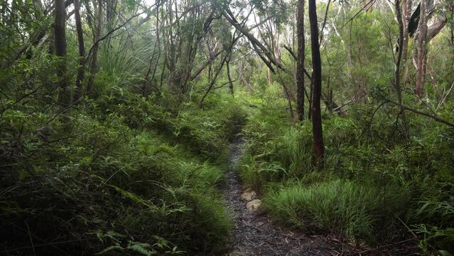 Handheld Footage along the Dave's Creek Circuit walk in Lamington National Park, Gold Coast Hinterland, Australia.