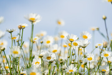 Daisy Chamomile background. Beautiful nature scene with blooming chamomilles in sun flare. Sunny day. Summer flowers.