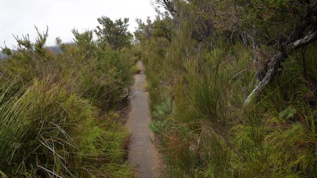 Handheld Footage along open section of the Dave's Creek Circuit walk in Lamington National Park, Gold Coast Hinterland, Australia.