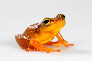 Spotted Reed Frog // Punktierter Riedfrosch (Hyperolius puncticulatus) - Tanzania