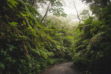 Mystical Passage: Embracing the Cold Morning Fog on a Narrow Green Rainforest Road in East Java's Majestic Mountains