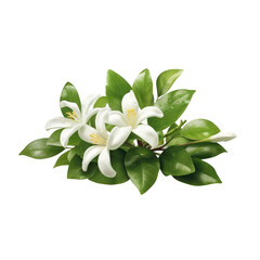 Jasmine , isolated on transparent background, PNG