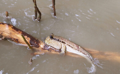Closeup of Mudskipper Relaxing on Mangrove Tree Root, Samut Sakorn Province, Central Thailand