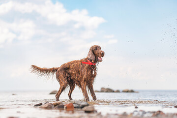 dog on the beach, beautiful seascape with purebred dog
