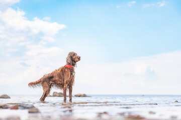 irish red setter on the beach, beautiful seascape with purebred dog
