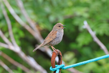 Japanese accentor singing at Murododaira in the Northern Alps in early summer