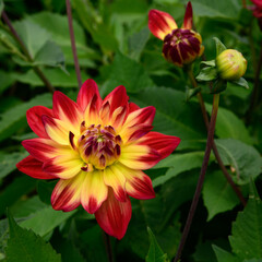 Dahlia 'Bora Bora' with  its petals unfolding in their vibrant red and yellow in stark contrast  against the lush green background. accompanied by two unopened buds, in square format.