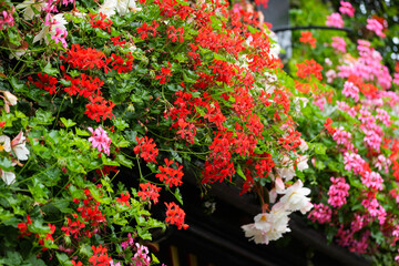 colorful flowers