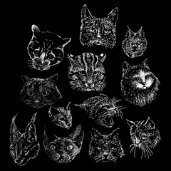 cats head hand drawing vector isolated on black background.