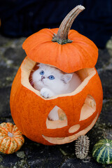 Halloween Kürbis mit Katze