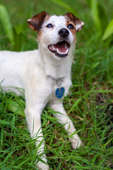 Dog breed Jack Russell lies on green grass with open mouth and looks up. Shallow depth of field. Vertical.