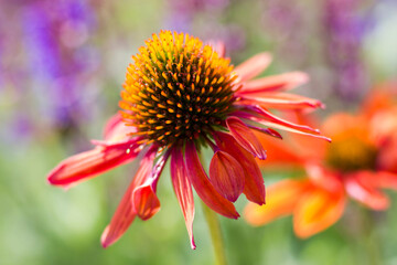 echinacea - coneflowers in the garden - soft focus