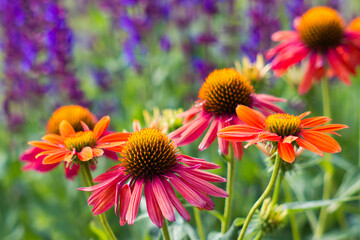 echinacea - coneflowers in the garden - soft focus