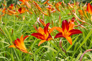 Field of orange and red day lilies (Hemerocallis) - popular garden flower blooming in June, Tavira, Portugal