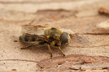 Closeup on a hairy Merodon cinereus hoverfly, sitting on wood