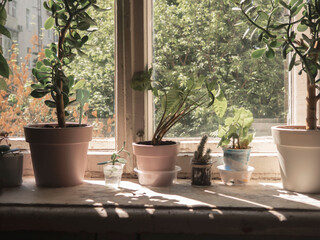 Fototapeta na wymiar Potted houseplants on the windowsill in the sunlight. Concept of coziness, personal style, artistic pho