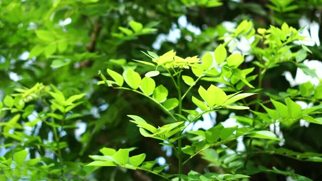 Gliricidia sepium in the garden