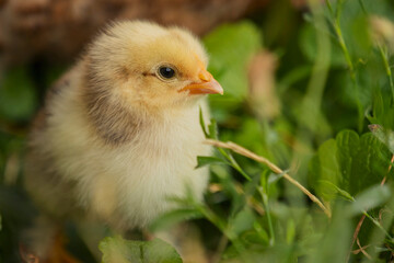 little chicken walks on the grass