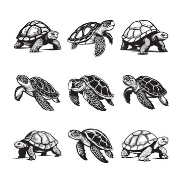Exploring Diverse Turtles: Monochrome Vector Depictions of Terrestrial and Aquatic Varieties