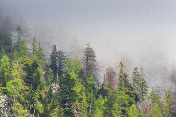 lot of pine trees on a rocky mountain with dense fog