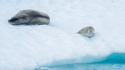 Fototapeta premium A weddell seal relaxes happily on an iceberg in the Antarctic peninsula.