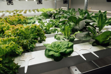 Hydroponic agricultural system, organic hydroponic vegetable garden at greenhouse.