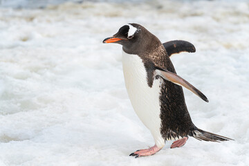 Beautiful gentoo penguin walking on snow. Antarctica peninsula.