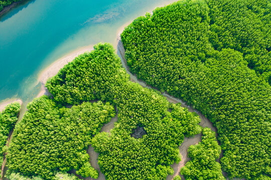 River and green forest mangrove. Beautiful natural scenery of river in southeast Asia tropical green forest, aerial view drone shot. Phang Nga, Thailand - Powered by Adobe