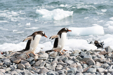 Pair of Gentoo penguins walking to sea at Antarctic Peninsula