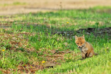 Ezo Ezo red fox cubs in the eastern Hokkaido forest