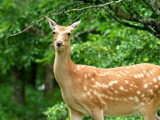 Yezo deer in Hokkaido forest