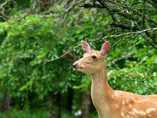 Yezo deer in Hokkaido forest