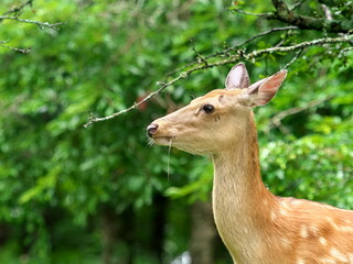 Yezo deer in Hokkaido forest