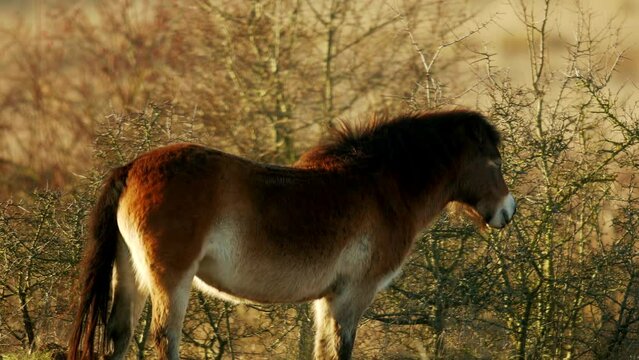 Sunlit wild exmoor pony horse have rest standing and yawning in the middle of pasture in late autumn nature habitat in Milovice, Czech republic. Protected animals considered as horse ancestor