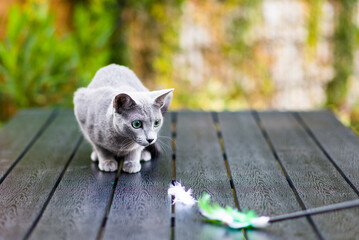 Silver cream russian blue cat on wooden table playing with feather toy in front of beige background