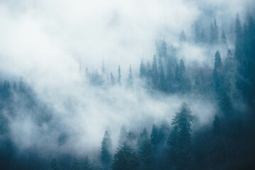 mist-fog  among the trees - Forest in Himachal Pradesh, Tosh, Himalayas  - India - obrazy, fototapety, plakaty