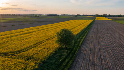Yellow rape field with tree and bushes