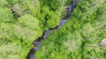 Forest river with dead tree log lying over