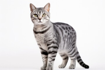 Fototapeta na wymiar American Shorthair Cat Stands On A White Background