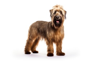 Briard Dog Upright On A White Background