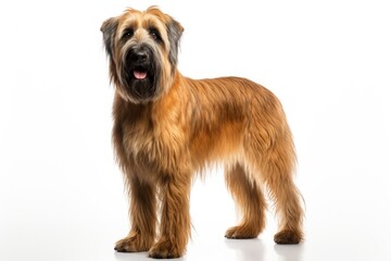 Briard Dog Stands On A White Background