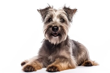 Glen Of Imaal Terrier Dog Sitting On A White Background